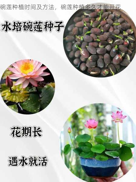 碗莲种植时间及方法,碗莲种植多久才能开花第1张-蔬菜基地绿色种植产业带 碗莲种植时间及方法,碗莲种植多久才能开花