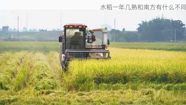 水稻一年几熟和南方有什么不同第1张-蔬菜基地绿色种植产业带 水稻一年几熟和南方有什么不同