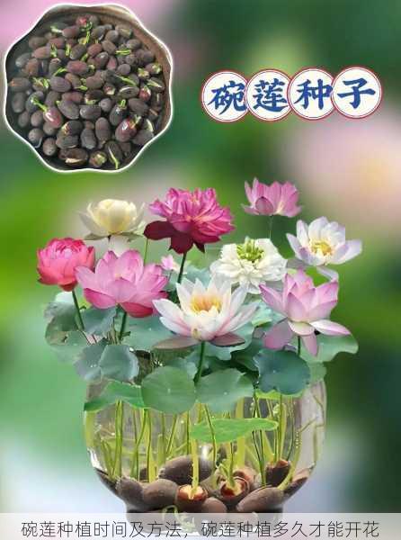 碗莲种植时间及方法,碗莲种植多久才能开花第2张-蔬菜基地绿色种植产业带 碗莲种植时间及方法,碗莲种植多久才能开花