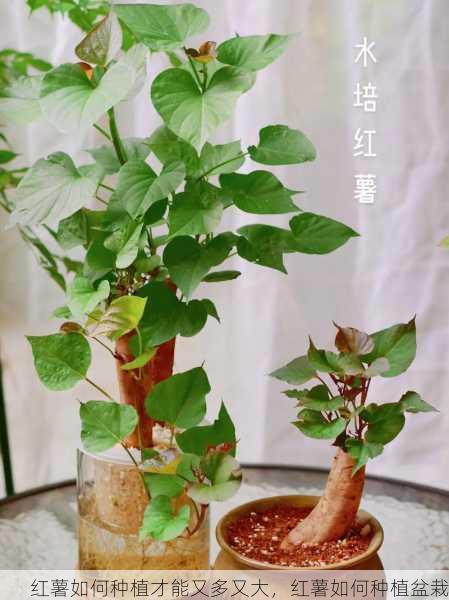 红薯如何种植才能又多又大,红薯如何种植盆栽第1张-蔬菜基地绿色种植产业带 红薯如何种植才能又多又大,红薯如何种植盆栽