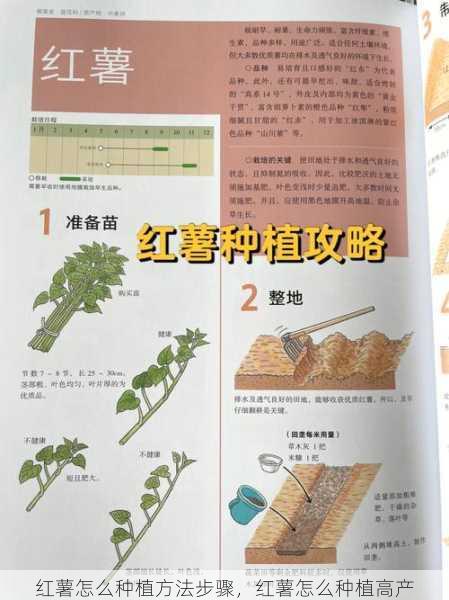 红薯怎么种植方法步骤,红薯怎么种植高产第2张-蔬菜基地绿色种植产业带 红薯怎么种植方法步骤,红薯怎么种植高产