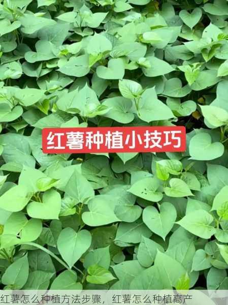 红薯怎么种植方法步骤,红薯怎么种植高产第1张-蔬菜基地绿色种植产业带 红薯怎么种植方法步骤,红薯怎么种植高产