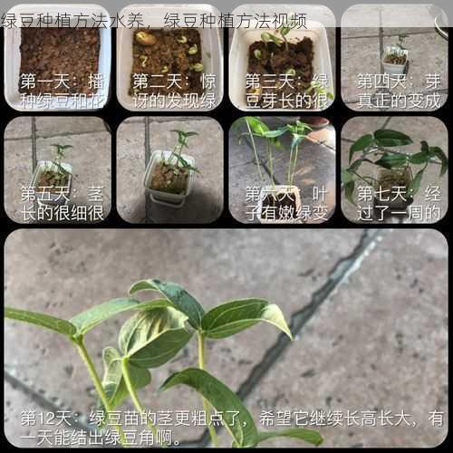 绿豆种植方法水养，绿豆种植方法视频第2张-蔬菜基地绿色种植产业带