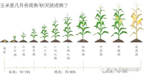 玉米是几月份成熟 秋天就成熟了第2张-蔬菜基地绿色种植产业带