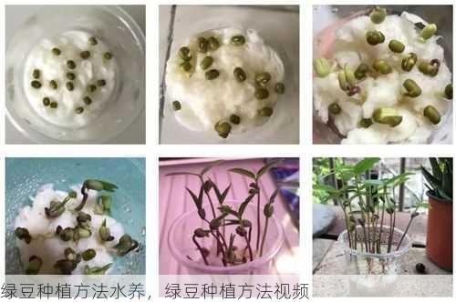 绿豆种植方法水养，绿豆种植方法视频第1张-蔬菜基地绿色种植产业带