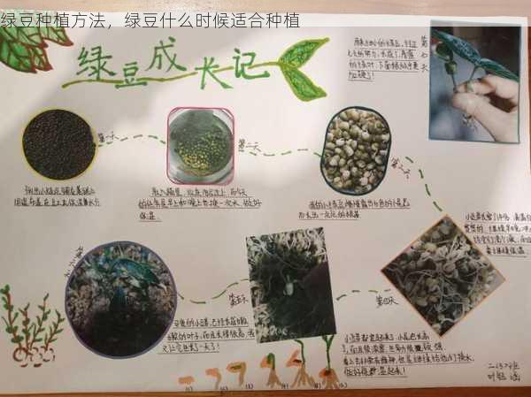 绿豆种植方法,绿豆什么时候适合种植第2张-蔬菜基地绿色种植产业带 绿豆种植方法,绿豆什么时候适合种植