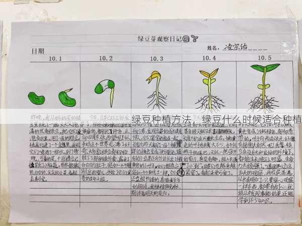 绿豆种植方法,绿豆什么时候适合种植第1张-蔬菜基地绿色种植产业带 绿豆种植方法,绿豆什么时候适合种植