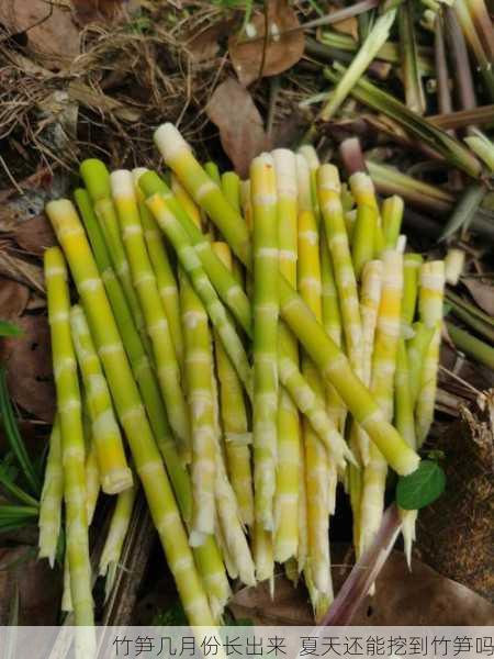 竹笋几月份长出来  夏天还能挖到竹笋吗第2张-蔬菜基地绿色种植产业带
