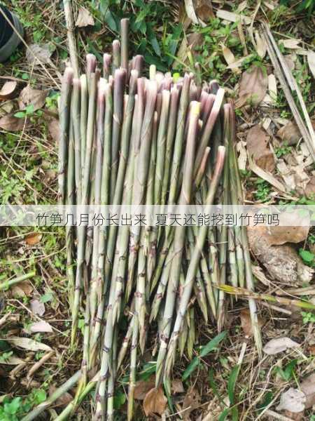 竹笋几月份长出来  夏天还能挖到竹笋吗第1张-蔬菜基地绿色种植产业带