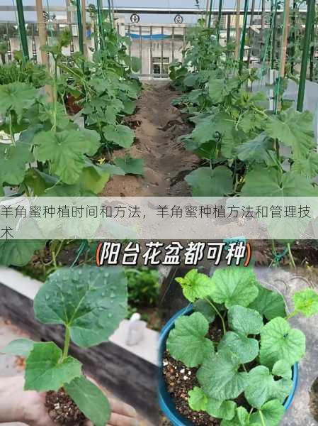 羊角蜜种植时间和方法,羊角蜜种植方法和管理技术第2张-蔬菜基地绿色种植产业带 羊角蜜种植时间和方法,羊角蜜种植方法和管理技术