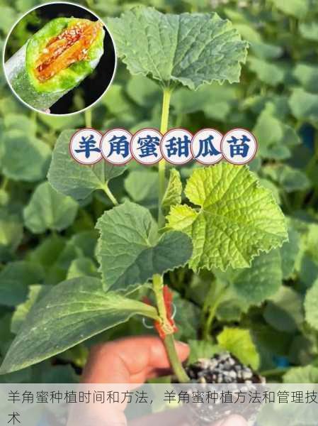 羊角蜜种植时间和方法,羊角蜜种植方法和管理技术第1张-蔬菜基地绿色种植产业带 羊角蜜种植时间和方法,羊角蜜种植方法和管理技术