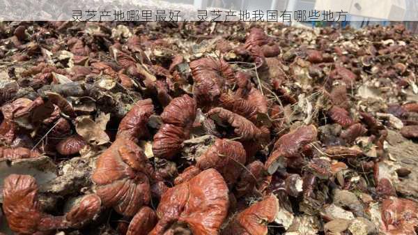 灵芝产地哪里最好,灵芝产地我国有哪些地方第1张-蔬菜基地绿色种植产业带 灵芝产地哪里最好,灵芝产地我国有哪些地方