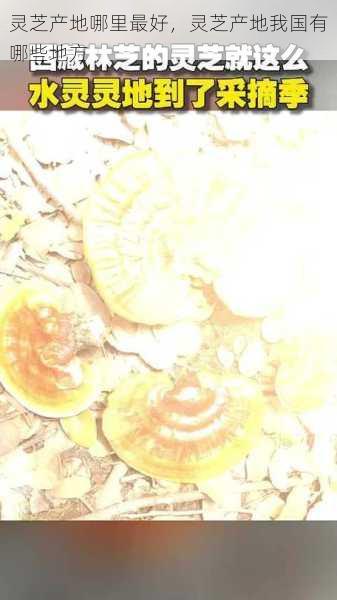 灵芝产地哪里最好,灵芝产地我国有哪些地方第2张-蔬菜基地绿色种植产业带 灵芝产地哪里最好,灵芝产地我国有哪些地方