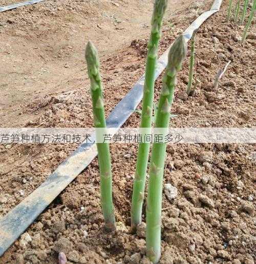 芦笋种植方法和技术,芦笋种植间距多少第1张-蔬菜基地绿色种植产业带 芦笋种植方法和技术,芦笋种植间距多少