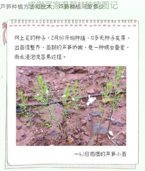 芦笋种植方法和技术,芦笋种植间距多少第2张-蔬菜基地绿色种植产业带 芦笋种植方法和技术,芦笋种植间距多少