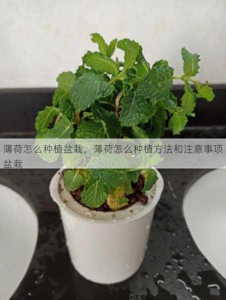 薄荷怎么种植盆栽,薄荷怎么种植方法和注意事项盆栽第1张-蔬菜基地绿色种植产业带 薄荷怎么种植盆栽,薄荷怎么种植方法和注意事项盆栽