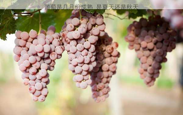 葡萄是几月份成熟 是夏天还是秋天第2张-蔬菜基地绿色种植产业带 葡萄是几月份成熟 是夏天还是秋天