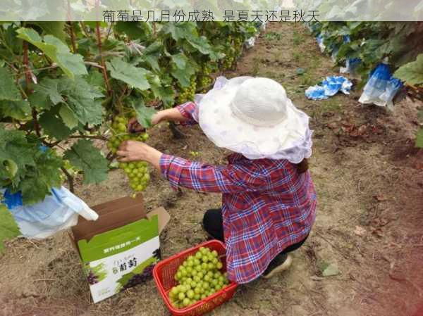 葡萄是几月份成熟 是夏天还是秋天第1张-蔬菜基地绿色种植产业带 葡萄是几月份成熟 是夏天还是秋天