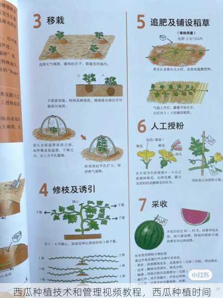 西瓜种植技术和管理视频教程,西瓜种植时间第2张-蔬菜基地绿色种植产业带 西瓜种植技术和管理视频教程,西瓜种植时间