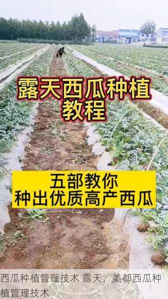 西瓜种植管理技术 露天,美都西瓜种植管理技术第1张-蔬菜基地绿色种植产业带 西瓜种植管理技术 露天,美都西瓜种植管理技术