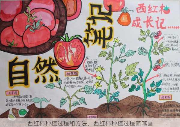 西红柿种植过程和方法,西红柿种植过程简笔画第1张-蔬菜基地绿色种植产业带 西红柿种植过程和方法,西红柿种植过程简笔画