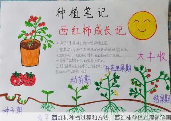 西红柿种植过程和方法,西红柿种植过程简笔画第2张-蔬菜基地绿色种植产业带 西红柿种植过程和方法,西红柿种植过程简笔画