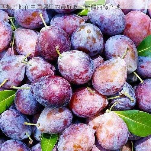 西梅产地在中国哪里的最好吃,新疆西梅产地第1张-蔬菜基地绿色种植产业带 西梅产地在中国哪里的最好吃,新疆西梅产地