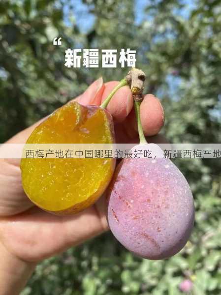 西梅产地在中国哪里的最好吃,新疆西梅产地第2张-蔬菜基地绿色种植产业带 西梅产地在中国哪里的最好吃,新疆西梅产地