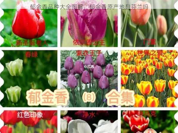 郁金香品种大全图解,郁金香原产地是芬兰吗第2张-蔬菜基地绿色种植产业带 郁金香品种大全图解,郁金香原产地是芬兰吗