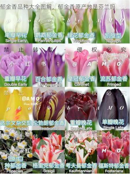 郁金香品种大全图解,郁金香原产地是芬兰吗第1张-蔬菜基地绿色种植产业带 郁金香品种大全图解,郁金香原产地是芬兰吗