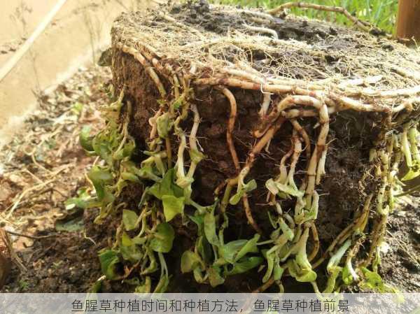鱼腥草种植时间和种植方法,鱼腥草种植前景第1张-蔬菜基地绿色种植产业带 鱼腥草种植时间和种植方法,鱼腥草种植前景