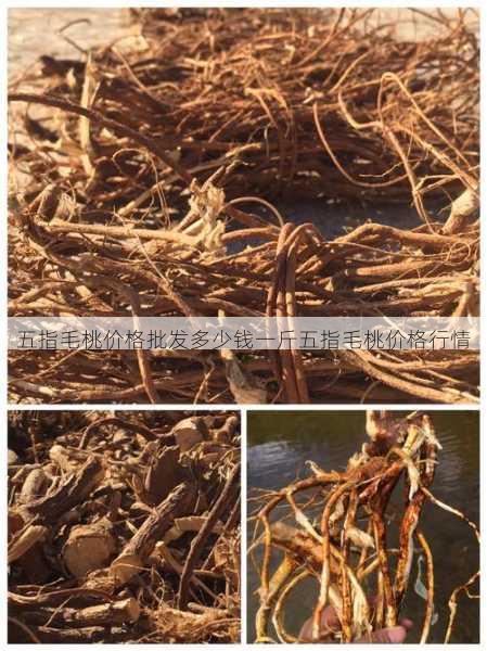 五指毛桃价格批发多少钱一斤五指毛桃价格行情第2张-蔬菜基地绿色种植产业带 五指毛桃价格批发多少钱一斤五指毛桃价格行情