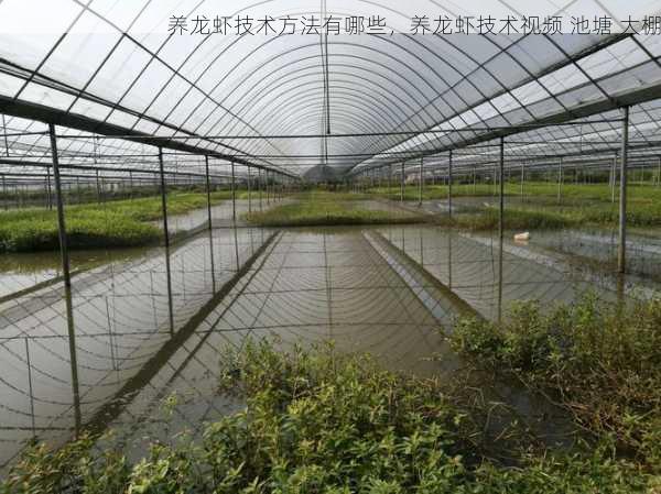 养龙虾技术方法有哪些,养龙虾技术视频 池塘 大棚第2张-蔬菜基地绿色种植产业带 养龙虾技术方法有哪些,养龙虾技术视频 池塘 大棚