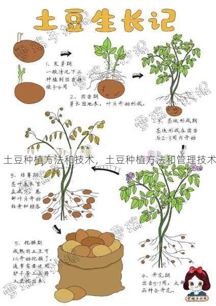 土豆种植方法和技术,土豆种植方法和管理技术第2张-蔬菜基地绿色种植产业带 土豆种植方法和技术,土豆种植方法和管理技术
