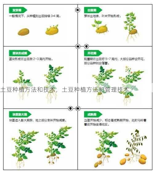 土豆种植方法和技术,土豆种植方法和管理技术第1张-蔬菜基地绿色种植产业带 土豆种植方法和技术,土豆种植方法和管理技术