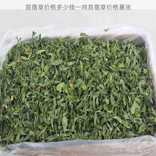 苜蓿草价格多少钱一吨苜蓿草价格暴涨第2张-蔬菜基地绿色种植产业带 苜蓿草价格多少钱一吨苜蓿草价格暴涨