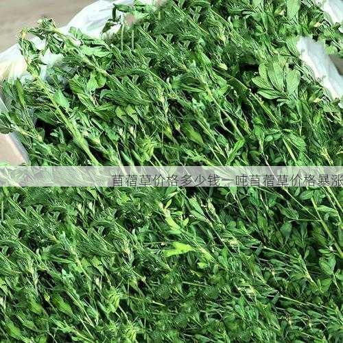 苜蓿草价格多少钱一吨苜蓿草价格暴涨第1张-蔬菜基地绿色种植产业带 苜蓿草价格多少钱一吨苜蓿草价格暴涨