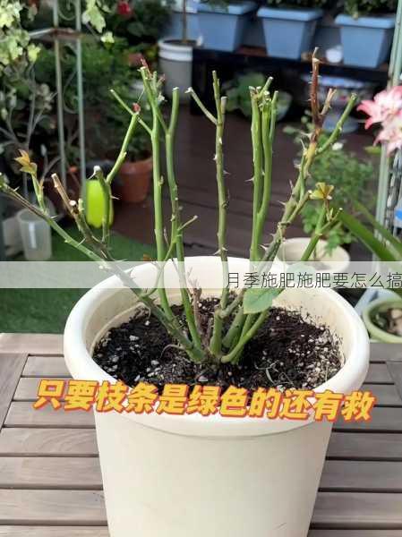 月季施肥施肥要怎么搞第1张-蔬菜基地绿色种植产业带 月季施肥施肥要怎么搞