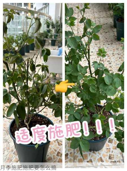 月季施肥施肥要怎么搞第2张-蔬菜基地绿色种植产业带 月季施肥施肥要怎么搞