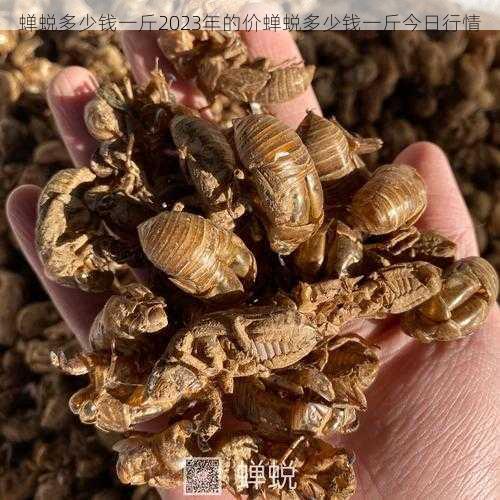 蝉蜕多少钱一斤2023年的价蝉蜕多少钱一斤今日行情第2张-蔬菜基地绿色种植产业带