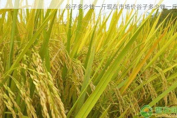 谷子多少钱一斤现在市场价谷子多少钱一斤第2张-蔬菜基地绿色种植产业带 谷子多少钱一斤现在市场价谷子多少钱一斤