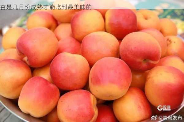 杏是几月份成熟才能吃到最美味的第1张-蔬菜基地绿色种植产业带 杏是几月份成熟才能吃到最美味的