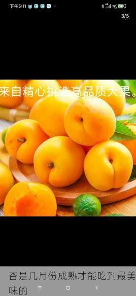 杏是几月份成熟才能吃到最美味的第2张-蔬菜基地绿色种植产业带 杏是几月份成熟才能吃到最美味的