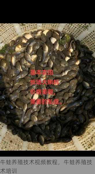 牛蛙养殖技术视频教程,牛蛙养殖技术培训第2张-蔬菜基地绿色种植产业带 牛蛙养殖技术视频教程,牛蛙养殖技术培训