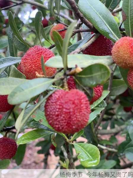 杨梅季节 今年杨梅又贵了吗第2张-蔬菜基地绿色种植产业带 杨梅季节 今年杨梅又贵了吗