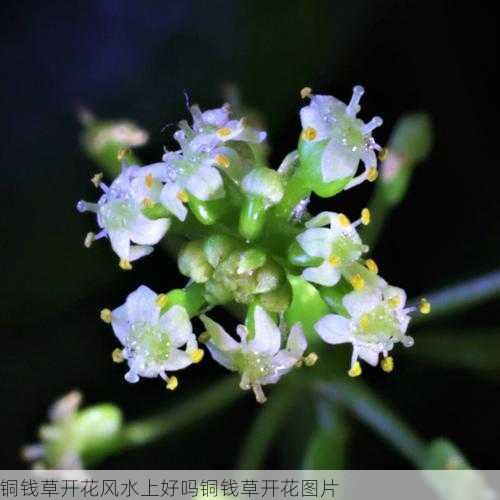 铜钱草开花风水上好吗铜钱草开花图片第2张-蔬菜基地绿色种植产业带 铜钱草开花风水上好吗铜钱草开花图片