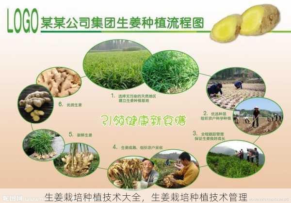 生姜栽培种植技术大全，生姜栽培种植技术管理第1张-蔬菜基地绿色种植产业带
