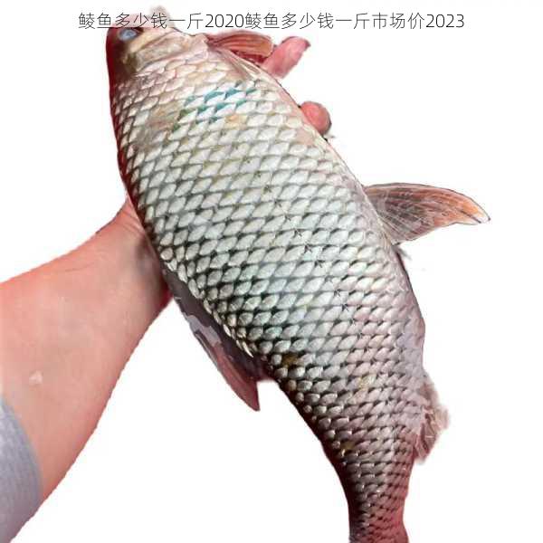 鲮鱼多少钱一斤2020鲮鱼多少钱一斤市场价2023第1张-蔬菜基地绿色种植产业带 鲮鱼多少钱一斤2020鲮鱼多少钱一斤市场价2023