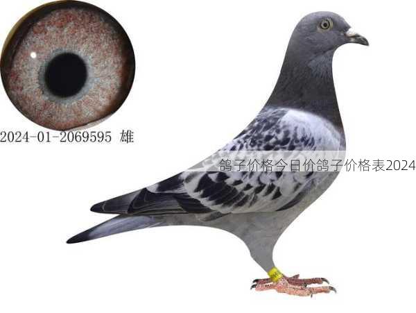 鸽子价格今日价鸽子价格表2024第2张-蔬菜基地绿色种植产业带 鸽子价格今日价鸽子价格表2024