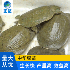 黄辣丁鱼苗多少钱一斤黄金鲫鱼苗多少钱一斤第2张-蔬菜基地绿色种植产业带 黄辣丁鱼苗多少钱一斤黄金鲫鱼苗多少钱一斤
